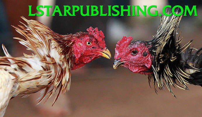 Đá Gà Trực Tiếp - Trải nghiệm tuyệt vời